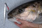 Metal jig and amberjack Metal jig and amberjack