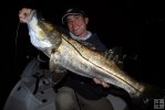 Night snook Night snook
