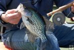 Crappie with Orvis fly reel Crappie with Orvis fly reel