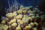 Coral underwater Coral underwater