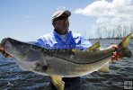 Big snook in the Everglades Big snook in the Everglades