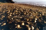 Olive Ridley turtles nesting-1 Olive Ridley turtles nesting-1