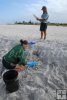 Turtle numbers Turtle numbers