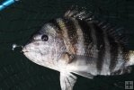 Sheepshead in landing net Sheepshead in landing net