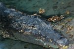 Crocodile Crocodile
