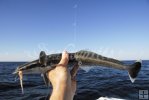 Remora Remora