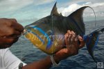 Queen triggerfish Queen triggerfish
