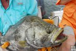 Tripletail closeup Tripletail closeup