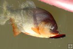 Piranha, north central Venezuela Piranha, north central Venezuela