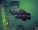 Tripletail underwater oil rig Tripletail underwater oil rig