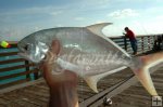 Florida pompano Florida pompano