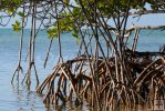 Mangrove tree root system Mangrove tree root system