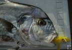 African pompano African pompano