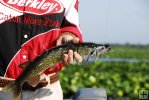 Chain pickerel in spadderdock Chain pickerel in spadderdock