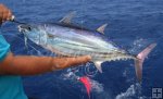 Skipjack tuna Skipjack tuna