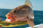 Red Hind grouper Red Hind grouper