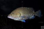 Speckled Hind grouper Speckled Hind grouper