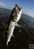 Big ladyfish, Mirro-O-Lure plug Big ladyfish, Mirro-O-Lure plug