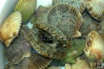Live scallops Live scallops