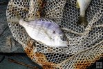 Pinfish Pinfish