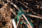Marine debris in mangrove tree Marine debris in mangrove tree