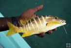 Schoolmaster snapper Schoolmaster snapper