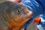 Piranha in Lake Calabozo, Venezuela Piranha in Lake Calabozo, Venezuela