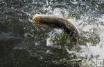 Snook jumping Snook jumping