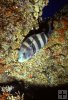 Sheepshead at reef Sheepshead at reef