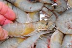 Shrimp Shrimp