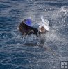 Pacific sailfish Pacific sailfish