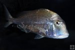 Littlehead porgy underwater Littlehead porgy underwater