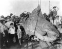 Mola-Mola (Ocean Sunfish) Mola-Mola (Ocean Sunfish)