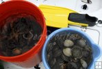 Buckets of scallops Buckets of scallops