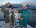 Bluefish double-header Bluefish double-header