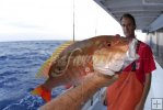 Mutton snapper Mutton snapper