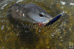 Redfish on Rapala-3 Redfish on Rapala-3