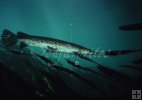 Needlenose gar underwater Needlenose gar underwater