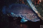 Warsaw grouper Warsaw grouper