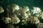 Spadefish school underwater Spadefish school underwater