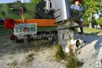 Clinging hydrilla weed Clinging hydrilla weed
