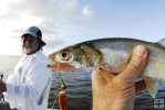 Ladyfish in the bay Ladyfish in the bay