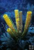 Big soft sponge, Belize Big soft sponge, Belize