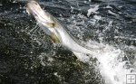 Another snook jump Another snook jump
