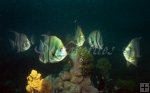 Juvenile spadefish Juvenile spadefish