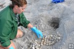 Excavating turtle nest Excavating turtle nest