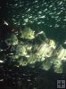 Juvenile spadefish Juvenile spadefish