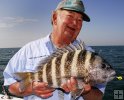 Keeper sheepshead Keeper sheepshead
