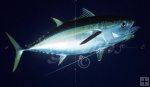 Yellowfin tuna Yellowfin tuna