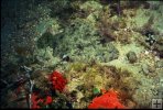 Gulf Flounder underwater-2 Gulf Flounder underwater-2